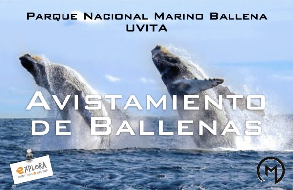 d – AVISTAMIENTO DE BALLENAS en Uvita